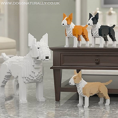 English Bull Terrier Jekca Available in 4 Colours & 2 Sizes